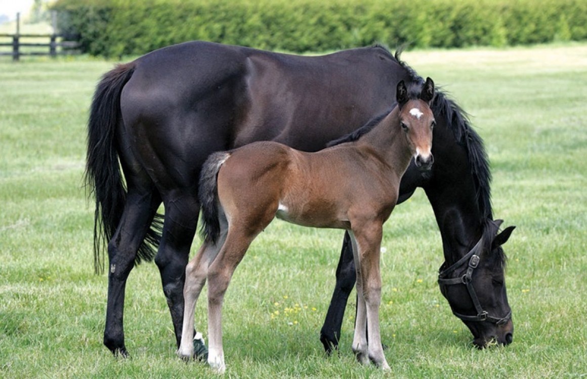 Feeding Advice
