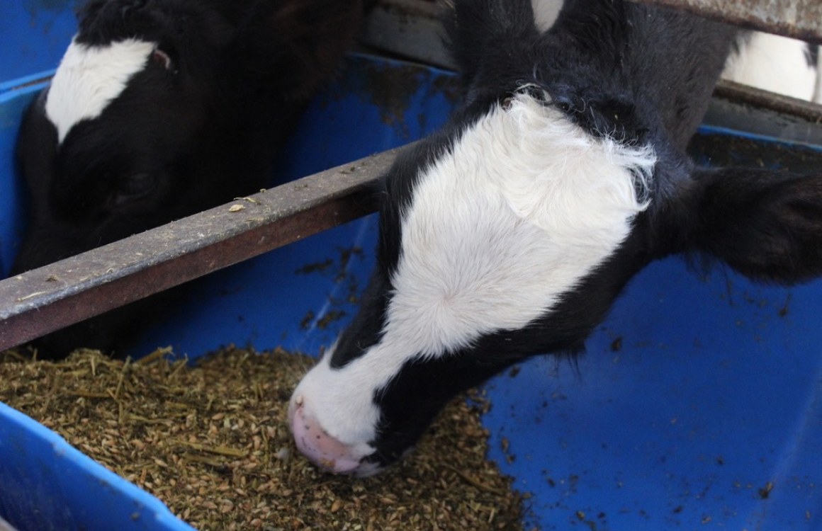 Calf Rearing Programme