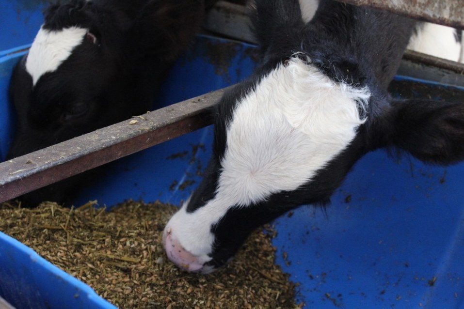 Calf Rearing Programme