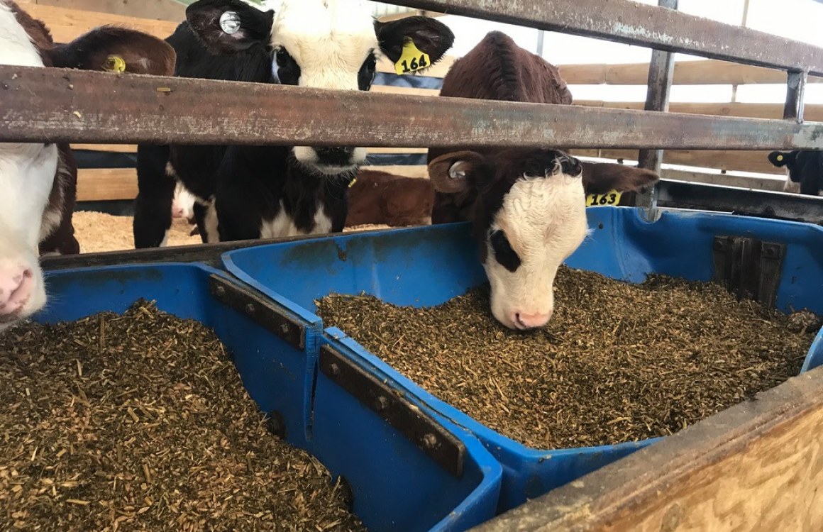 High Fibre Speeds Calves to Grass