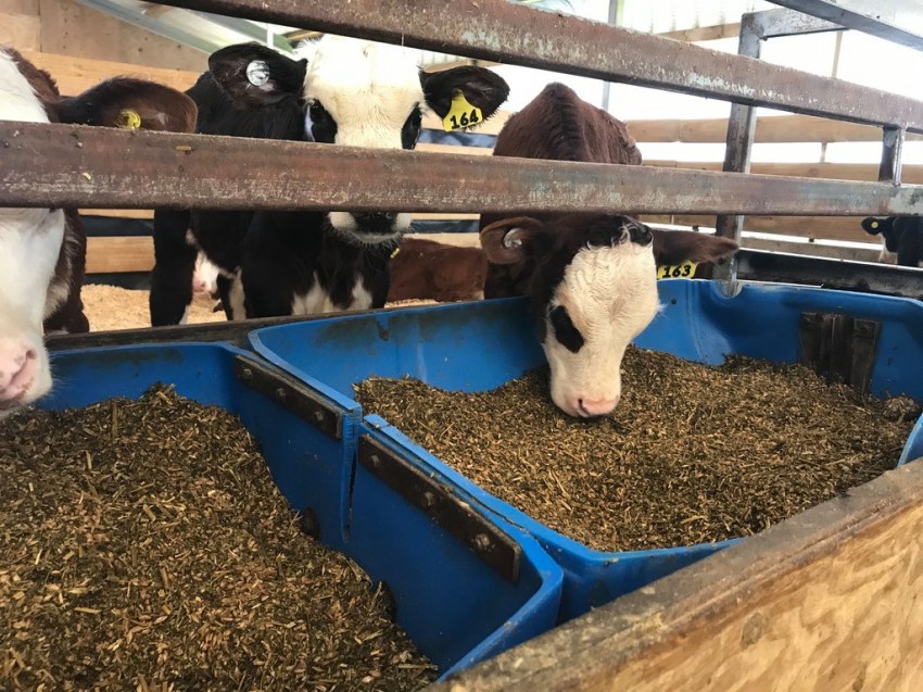 High Fibre Speeds Calves to Grass