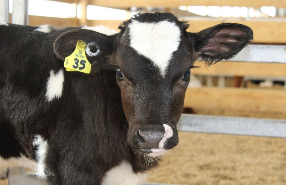 Rearing Management Practices to Grow Great Healthy Calves