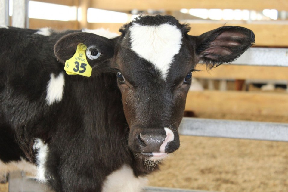 Rearing Management Practices to Grow Great Healthy Calves