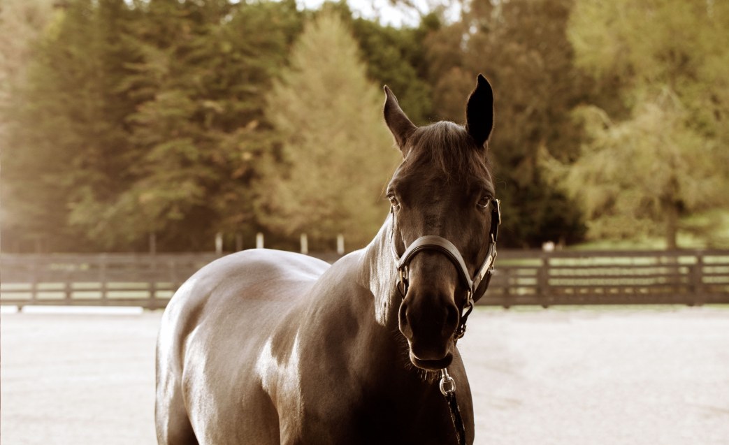 Keeping Your Horse Hydrated