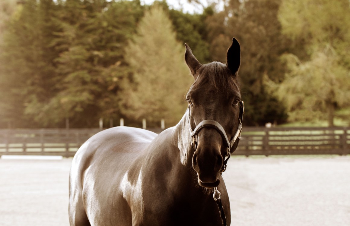 Keeping Your Horse Hydrated