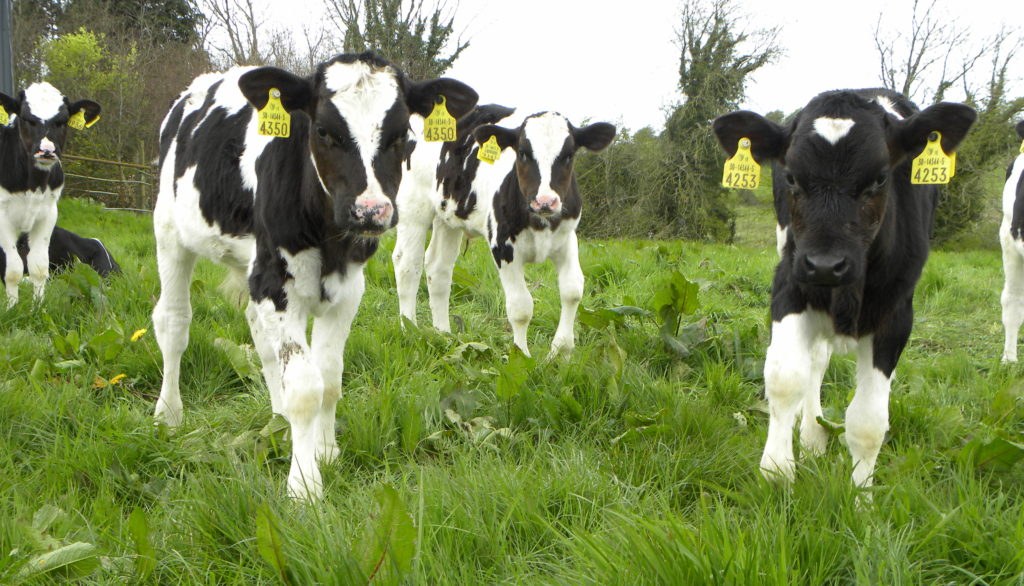 Programming the Rumen to get Calves onto Pasture Early