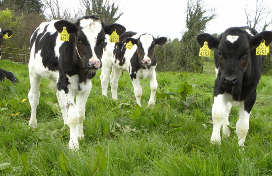 Programming the Rumen to get Calves onto Pasture Early
