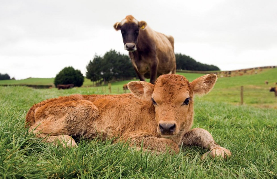Calves Grow Faster
