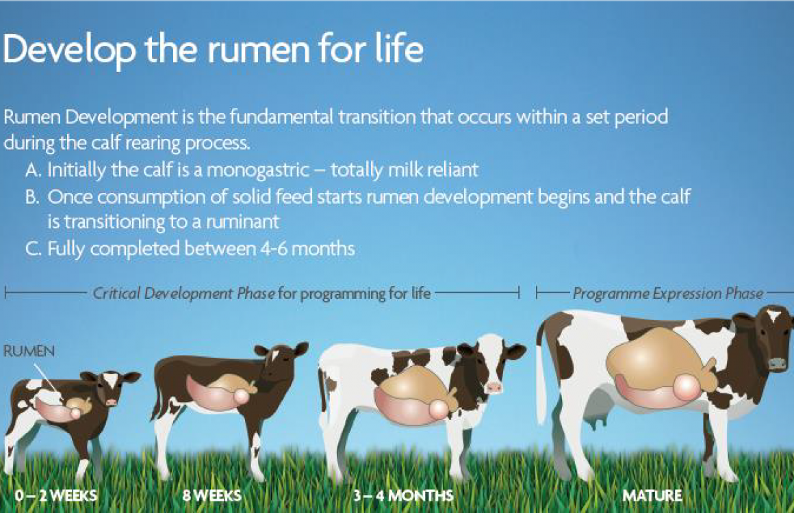 Preparing your Calf for Lifetime Production