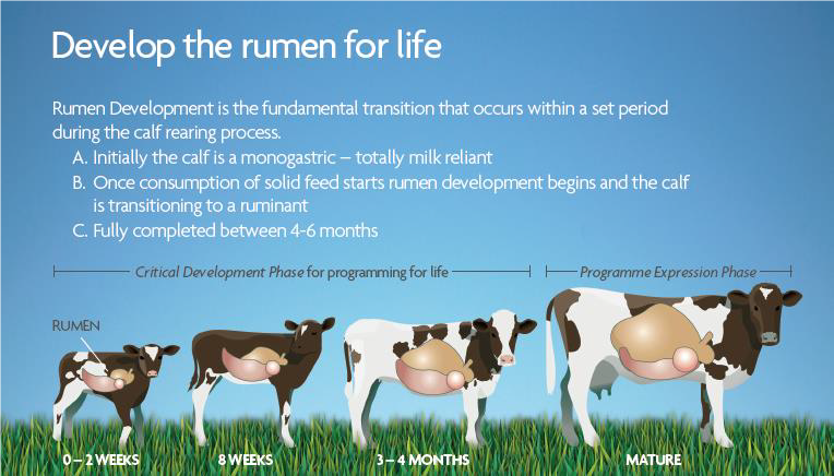 Preparing your Calf for Lifetime Production
