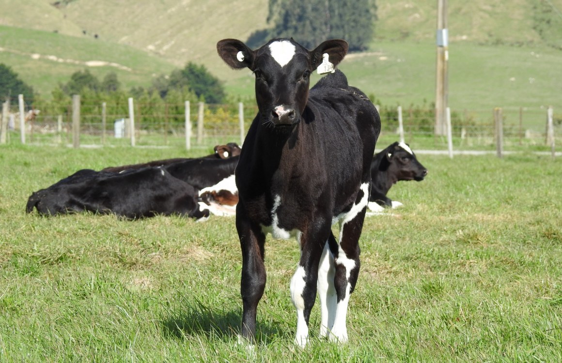 The Vital Role of Fibre in Calf Weaning