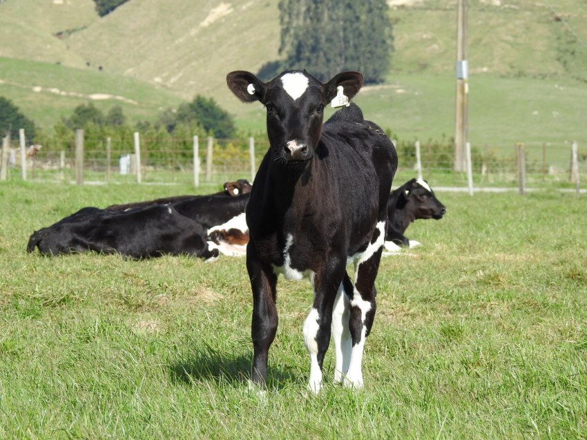 The Vital Role of Fibre in Calf Weaning