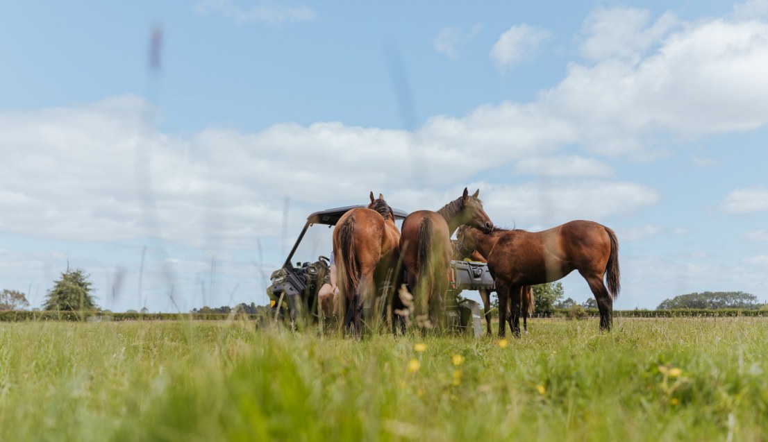 Spring Grass and Sugar Intake