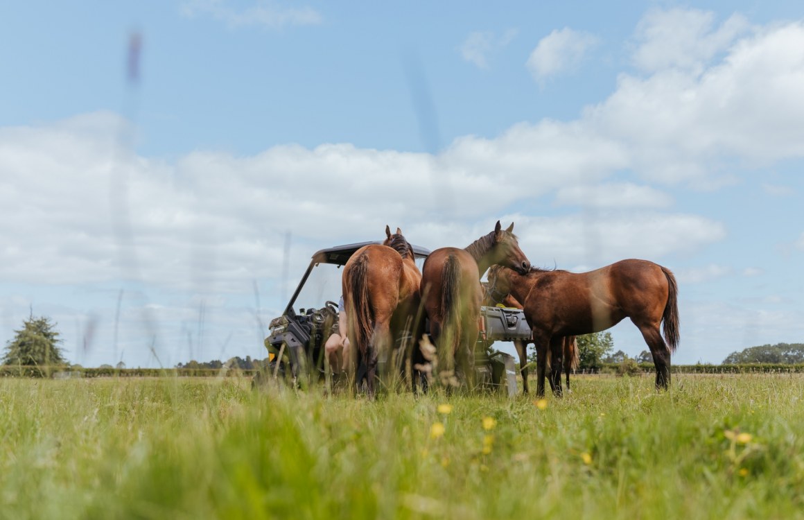 Spring Grass and Sugar Intake