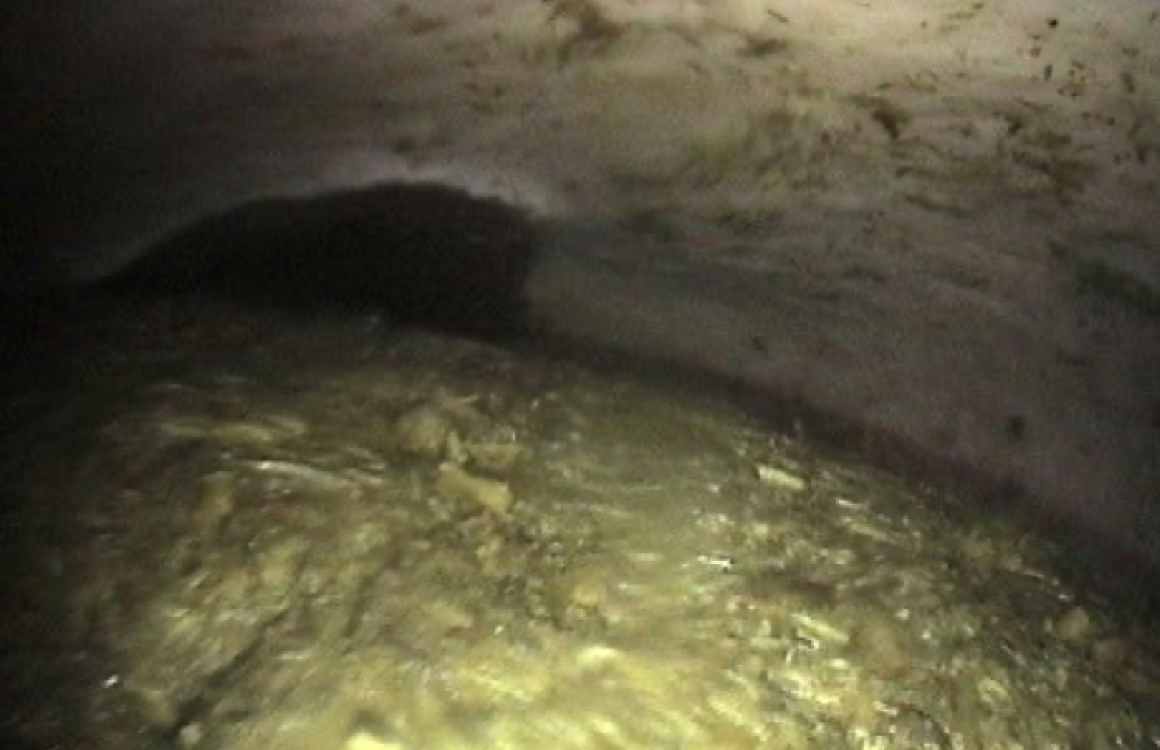 Feed Fibre First For Ulcer Management