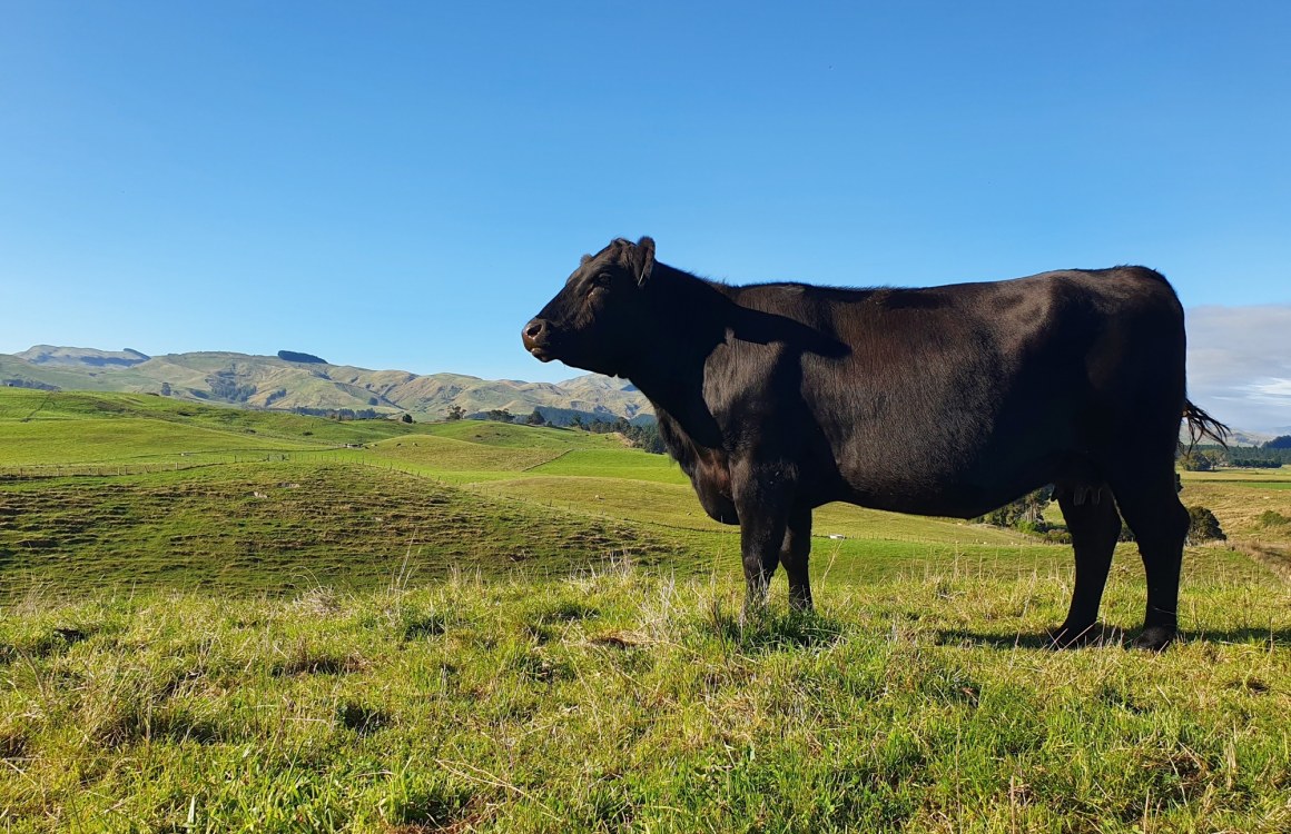 Hydration for Livestock and Grazing Animals