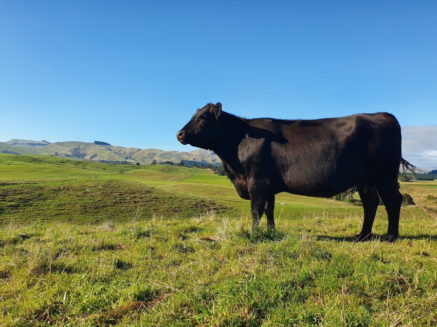 Hydration for Livestock and Grazing Animals