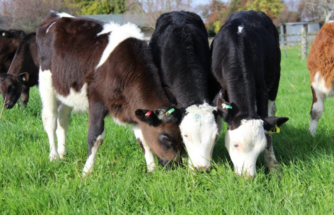 Grass Ready Calves in Seven Weeks