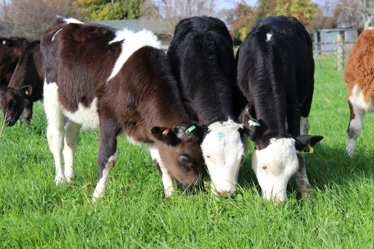 Grass Ready Calves in Seven Weeks