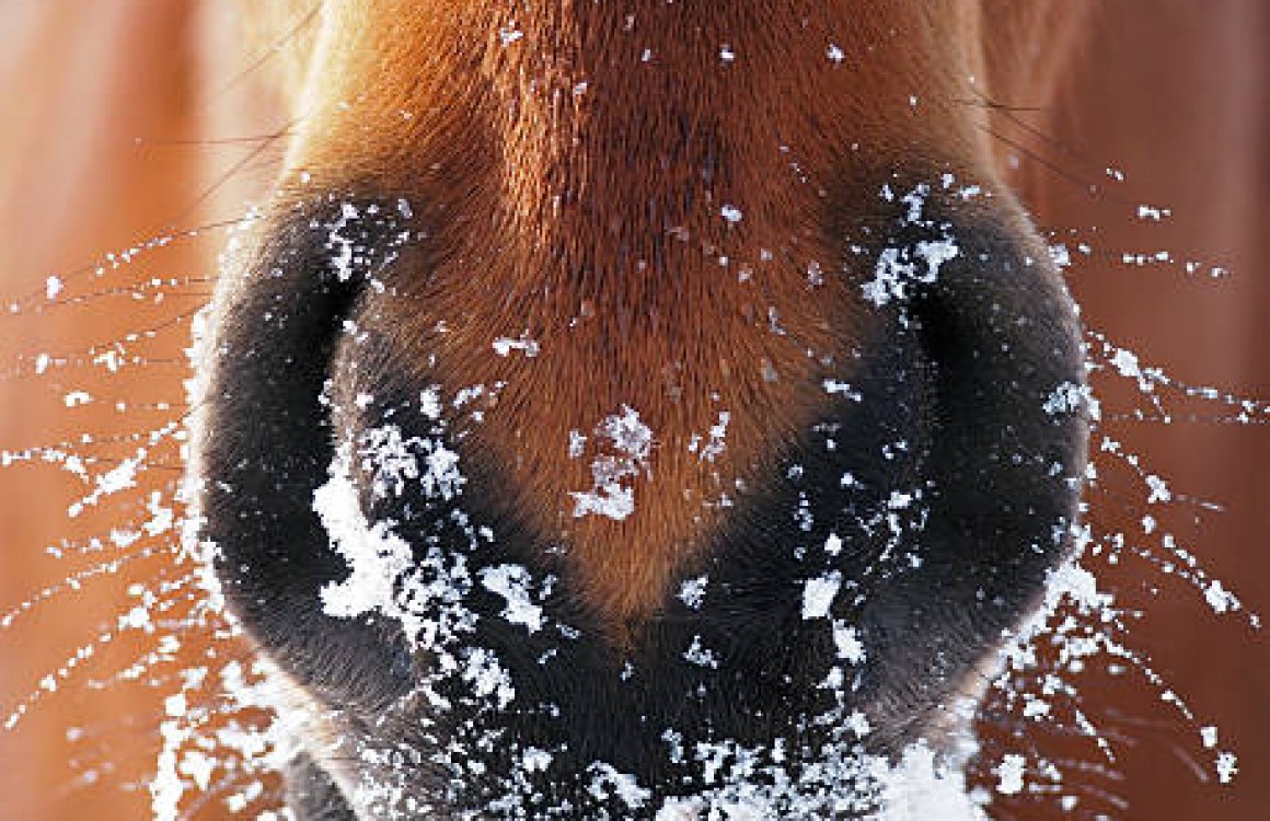 Managing Risks During Frost