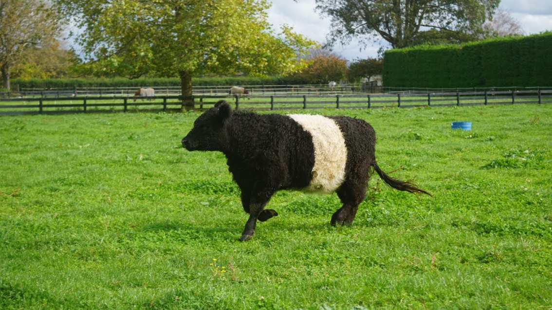 How green is your pasture?