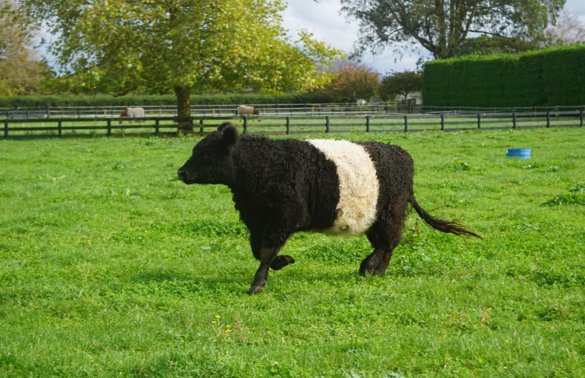 How green is your pasture?