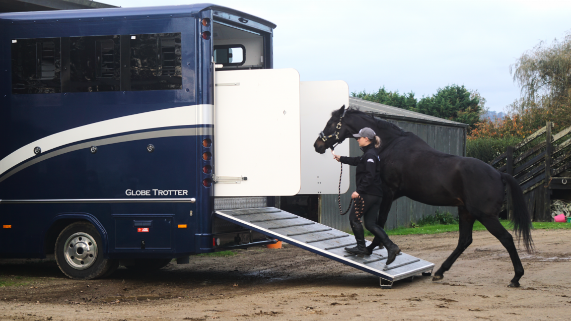 How to Help Prevent Travel Stress When Transporting Horses