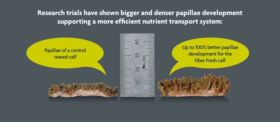 The Soluble Highly Nutritious Components of FiberStart® and FiberGain®
