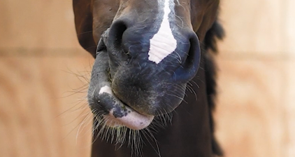 The Scientifically Proven Advantages of Fibre Stems Over Fibre Pellets