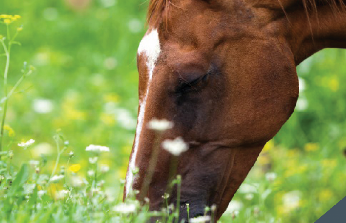 Is Your Horse Struggling with Spring Fever?