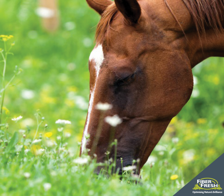 Is Your Horse Struggling with Spring Fever?