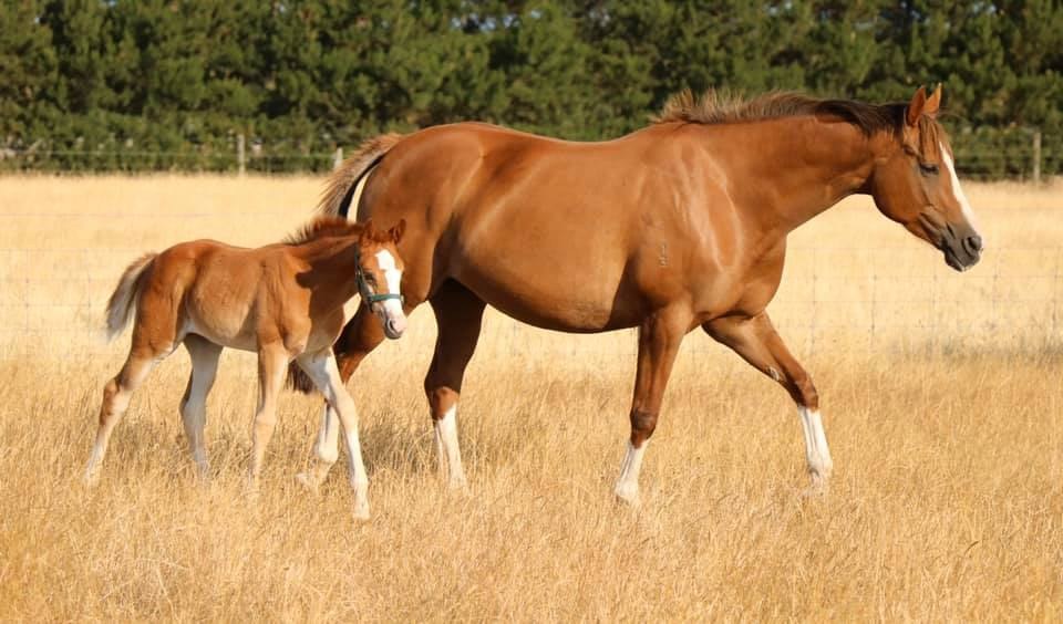 Feeding your horse over winter