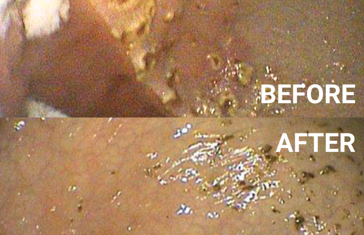 Healing Gastric Ulcers in Horses with Dietary Management