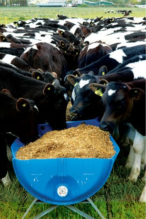 Weaning Calves